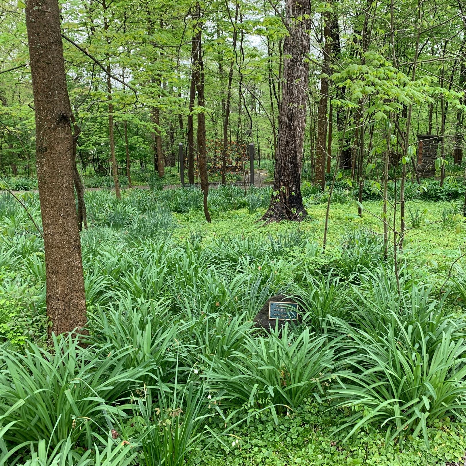 Photo of a forested garden with a memorial marker